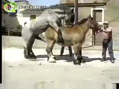 Rare beastiality fetish video captured by a man as 2 horses fuck during a video set 